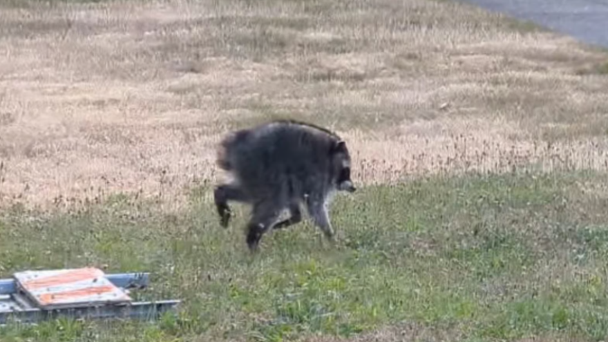 Jimothy, the unusually short-spined wild raccoon, walks across a lawn in Seattle's Ballard neighborhood in a frame from Kiana Hall's original viral video.